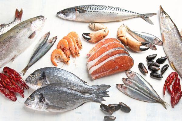 BALIK ÇEŞİTLERİ KG